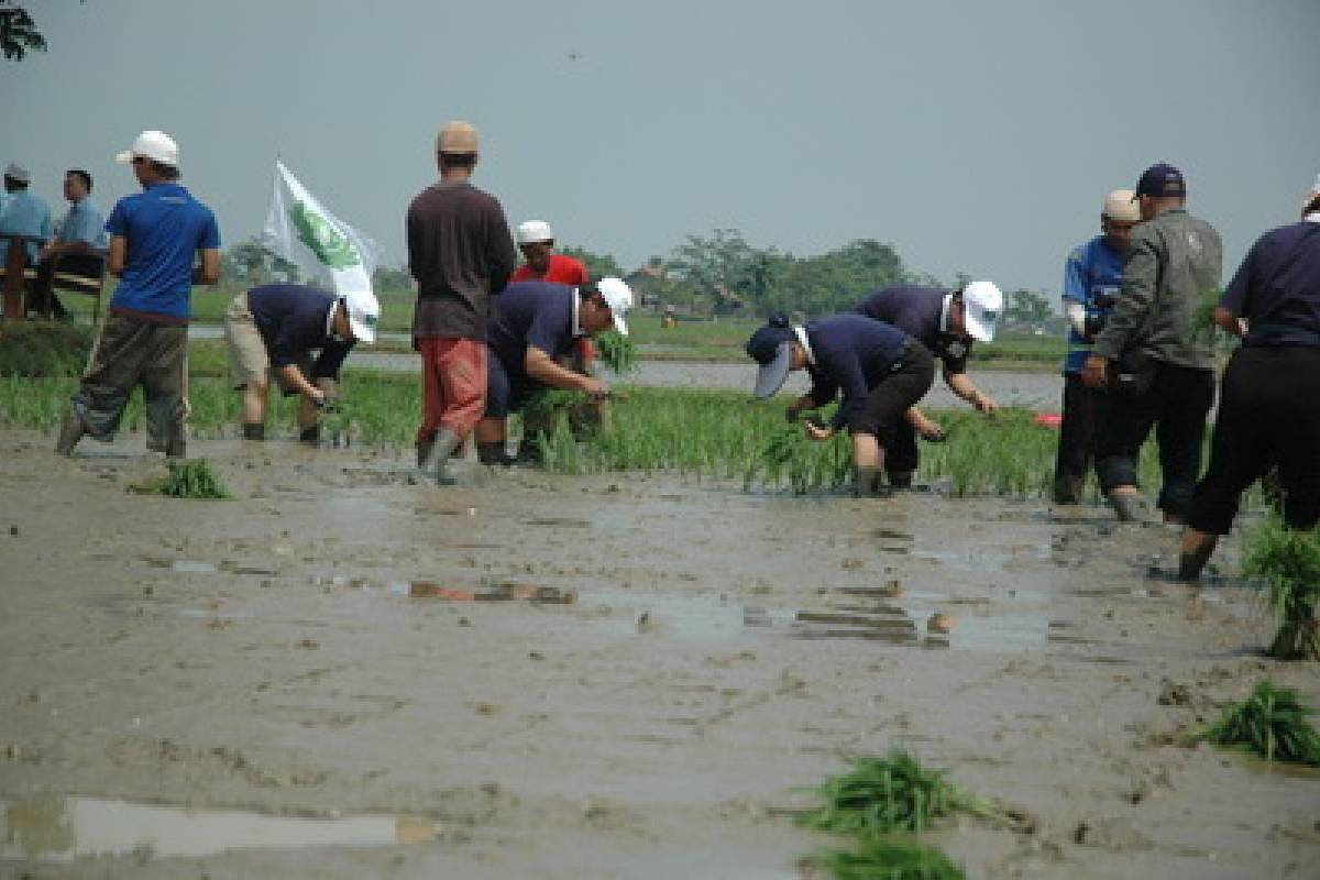 Penanaman Padi di Karawang: Menuju Kemandirian