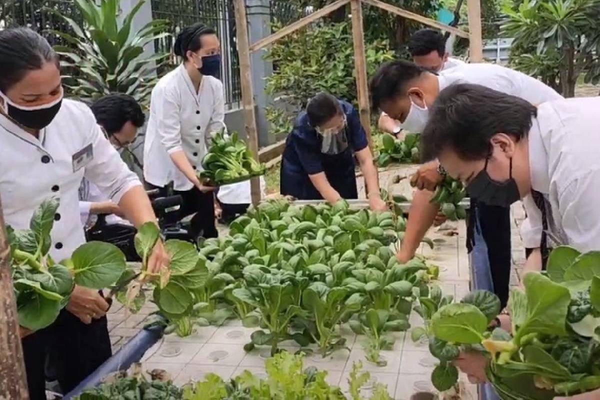 Memanen Sayuran Hidroponik Di Sekolah Cinta Kasih Tzu Chi