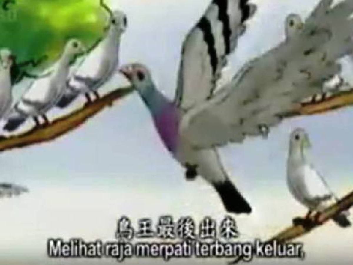 Master Cheng Yen Bercerita: Burung yang Jatuh di Jaring