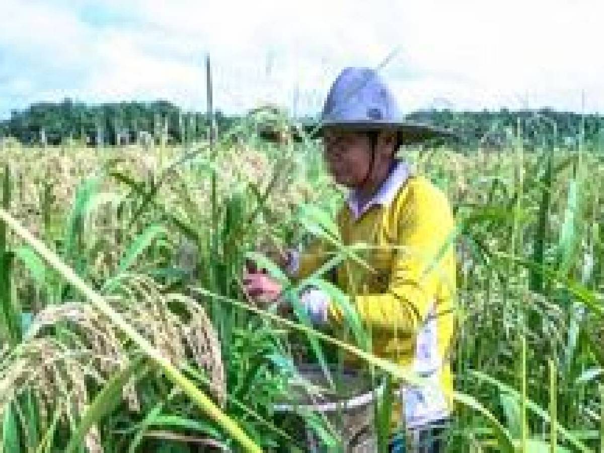 Harapan Baru Seorang Petani Padi