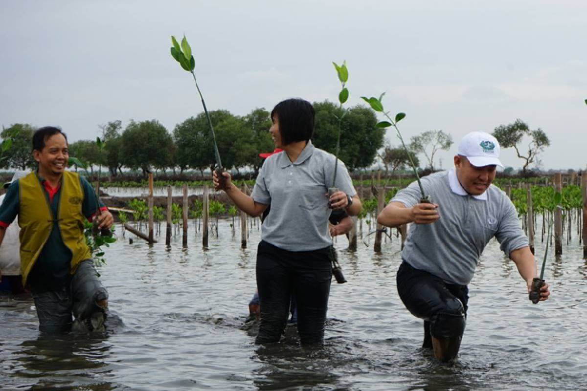 Menanam Mangrove, Menyayangi Bumi