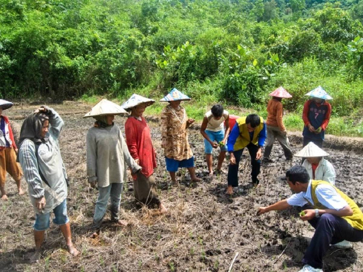 Membina Desa Mandiri Pangan