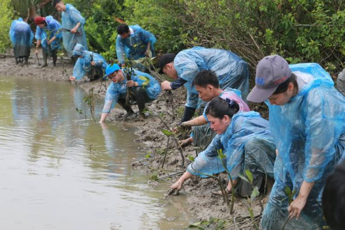 Penghijauan Kembali Hutan Mangrove yang Rusak