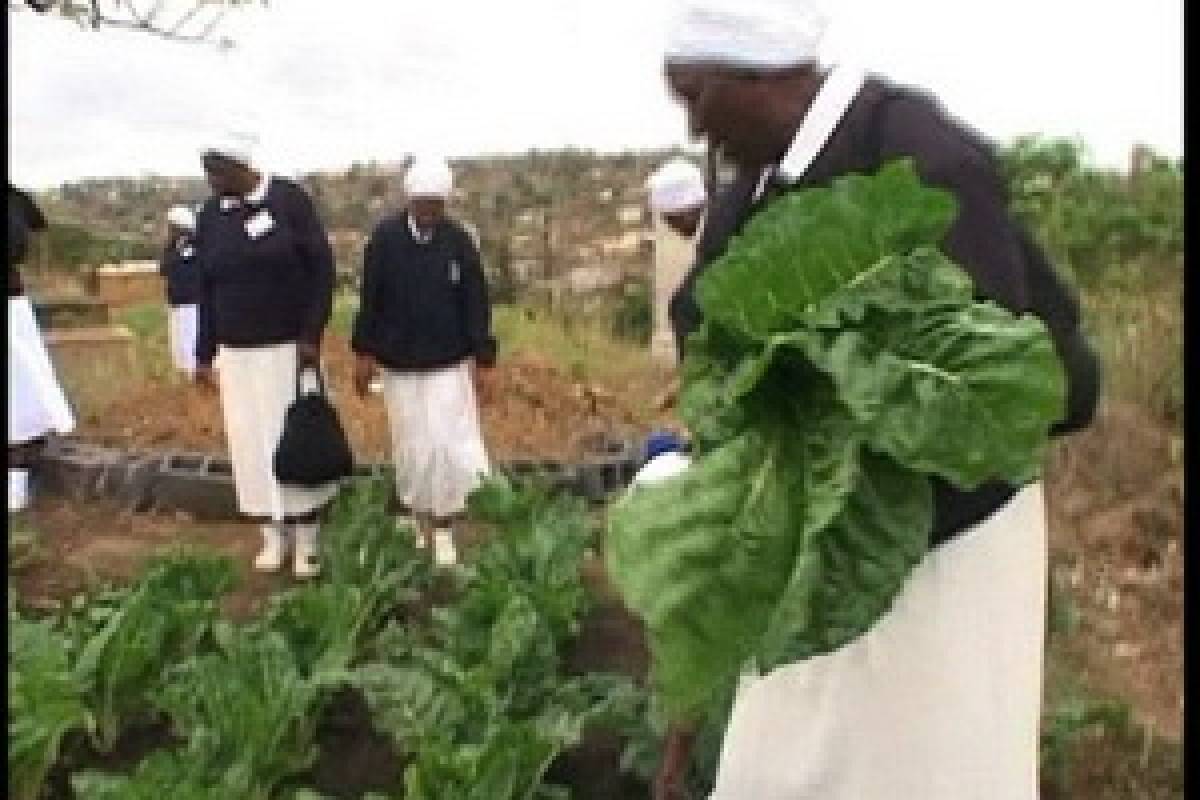 Suara Kasih : Ladang Berkah di Afrika Selatan