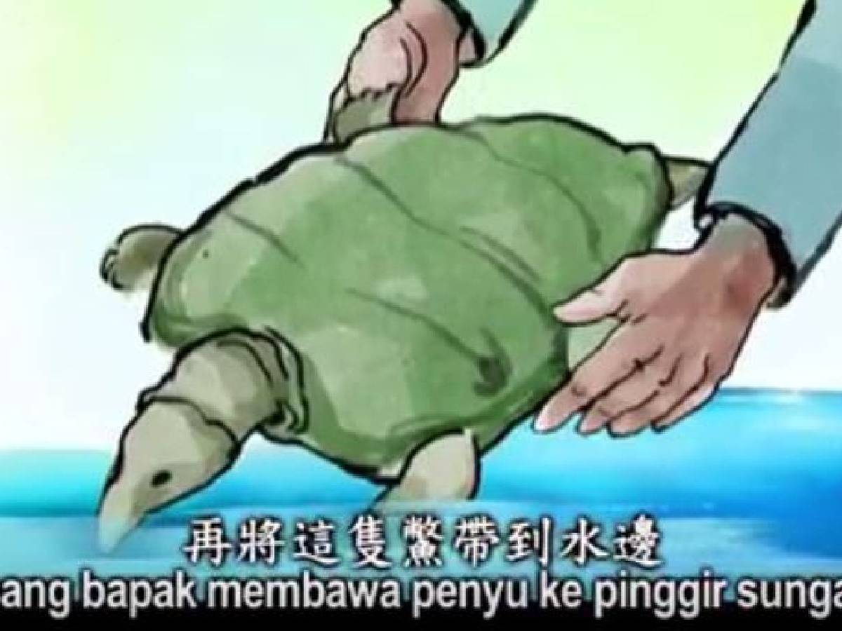 Master Cheng Yen Bercerita: Menolong Penyu 