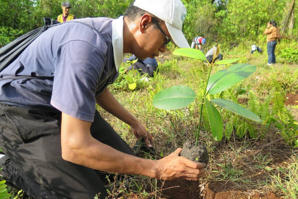 Tanam Pohon Bintanggor di Biak Barat