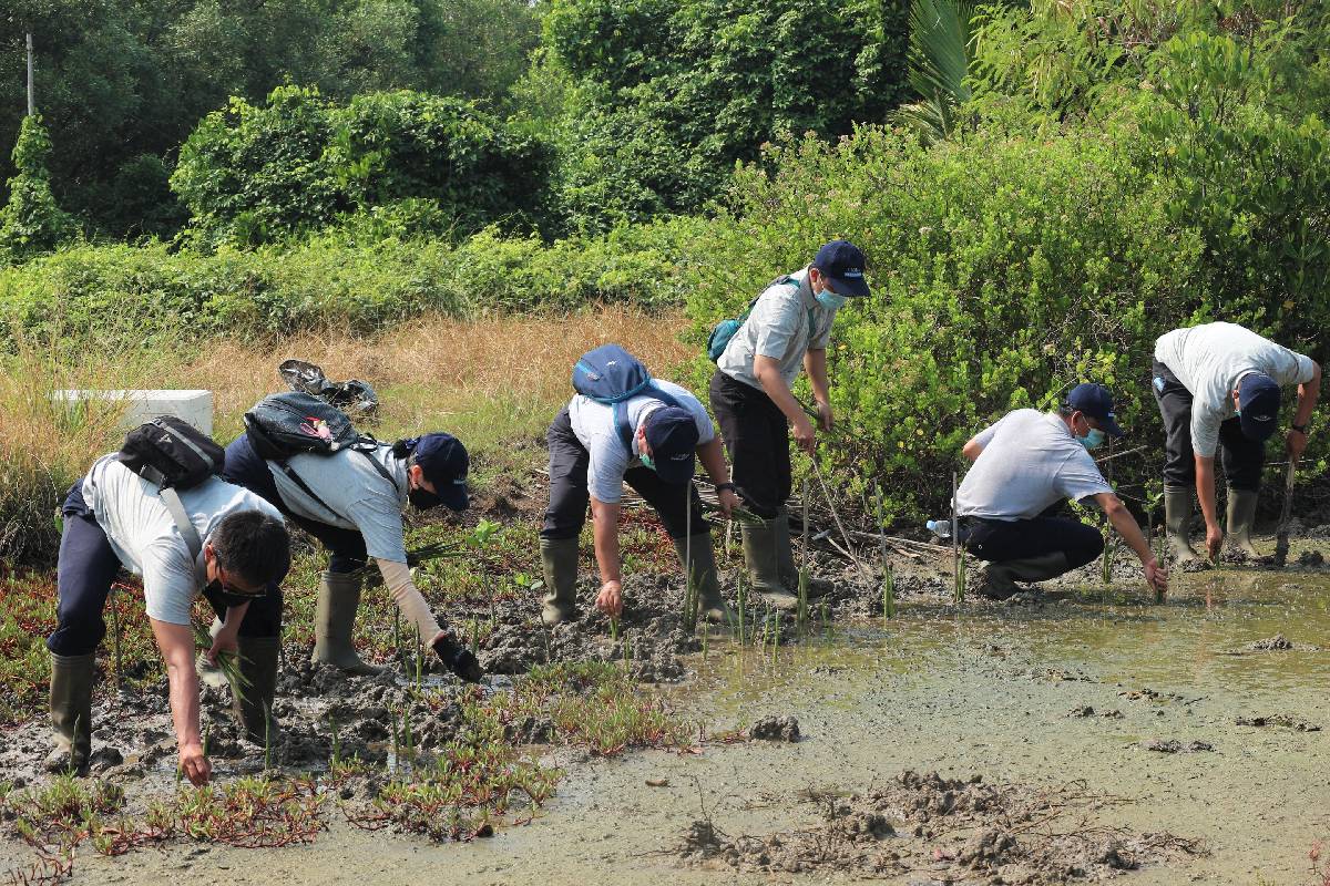 Serunya Menanam Mangrove di Hari Lingkungan Hidup Sedunia