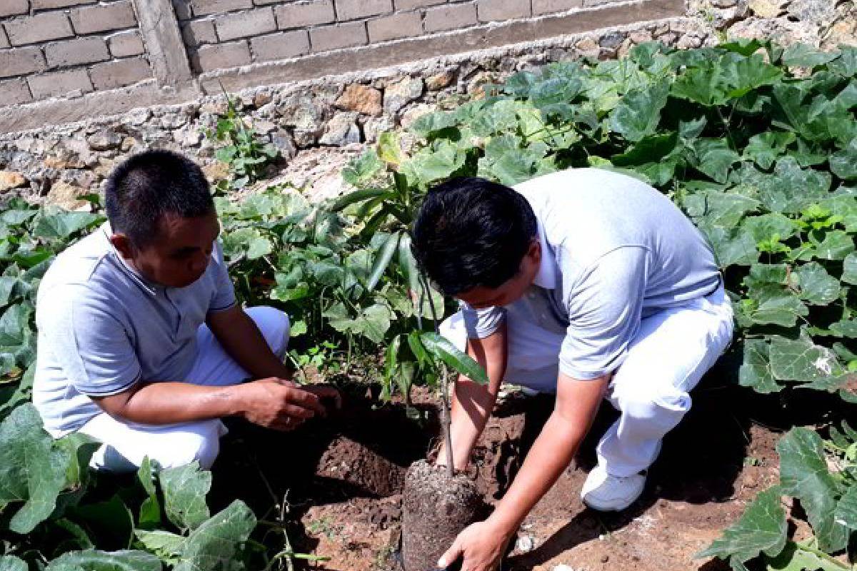 Menghijaukan Lingkungan dengan Tanaman Buah-buahan