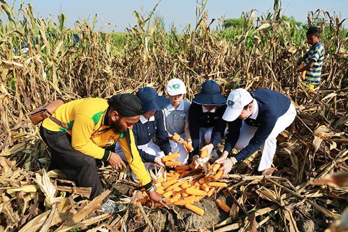 Panen Jagung Perdana Petani Binaan Tzu Chi Medan