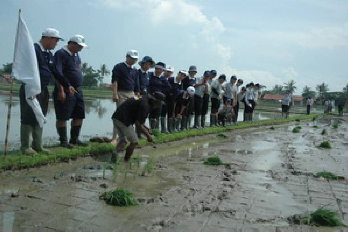 Tanam Padi untuk Kemandirian