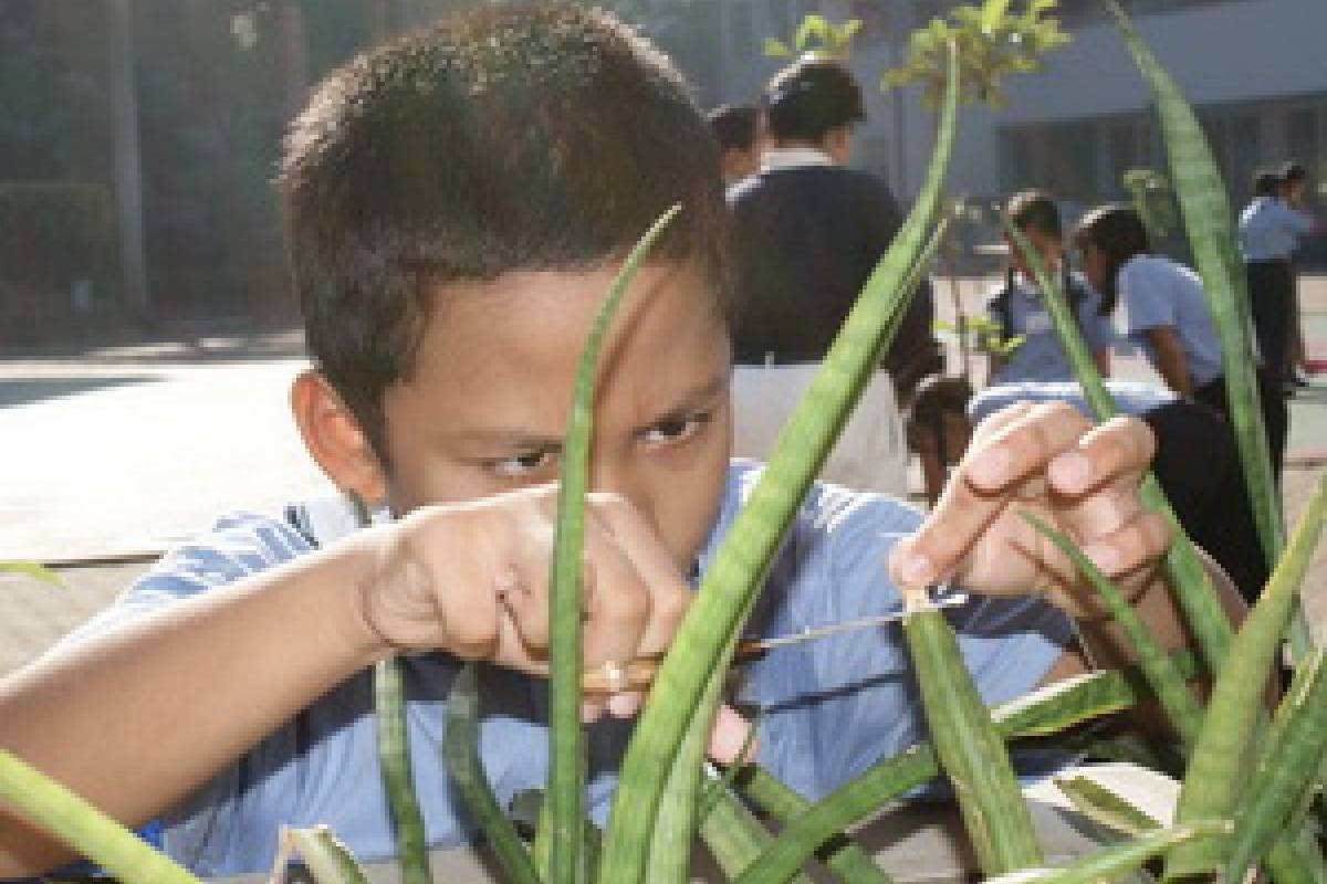 Memahami Dharma Melalui Sebuah Pohon